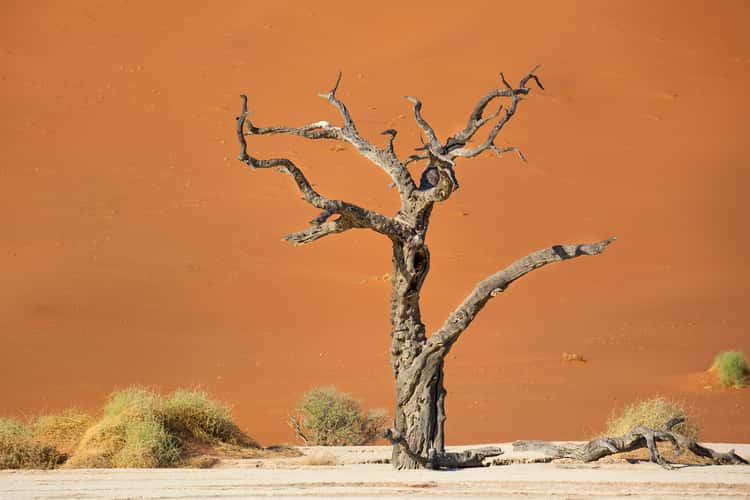 Deadvlei, Sossusvlei