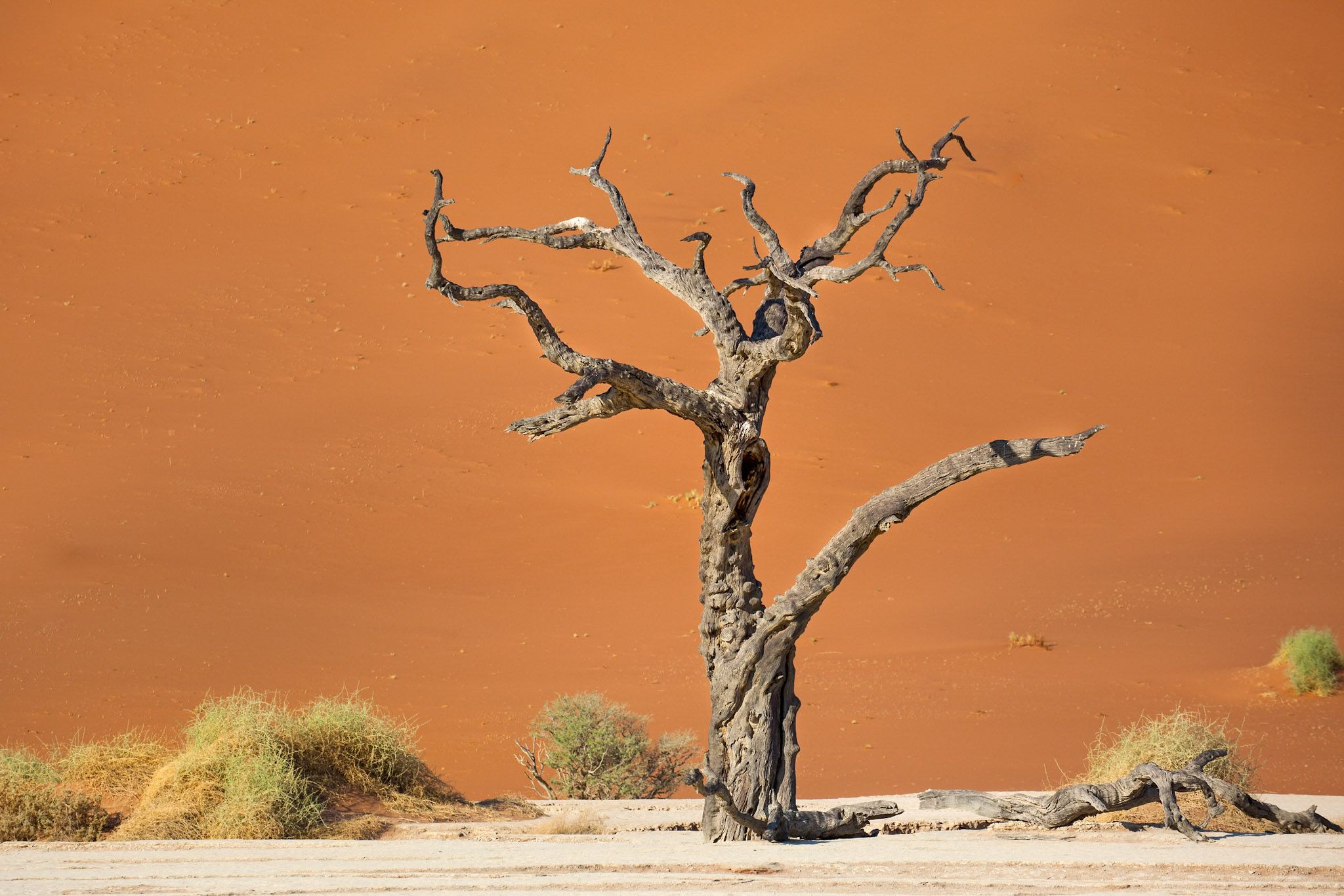 Deadvlei, Sossusvlei, Namibia