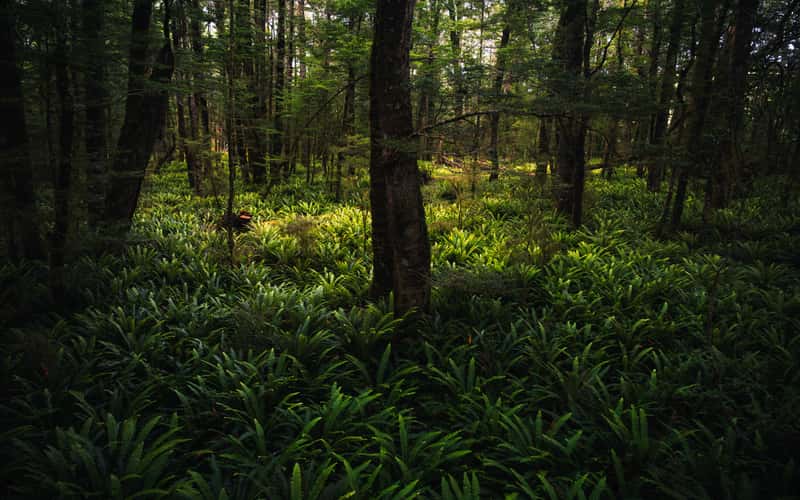 Forest Kepler Track