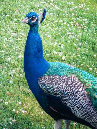 Free-roaming Peacocks in Castle Gardens, Arcen