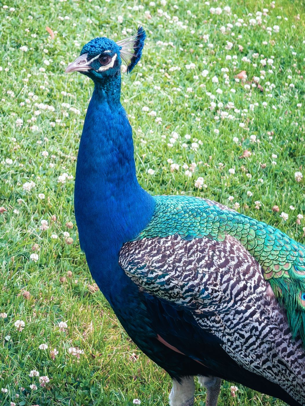 Free-roaming Peacocks in Castle Gardens, Arcen, Netherlands