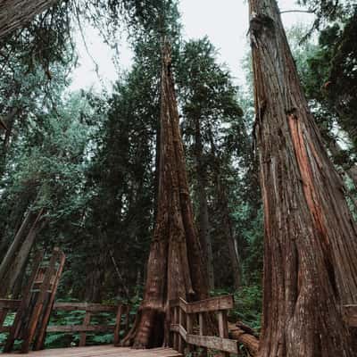 Giant Cedars Boardwalk, Canada