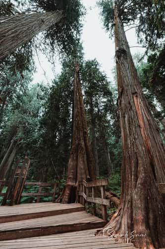 Giant Cedars Boardwalk