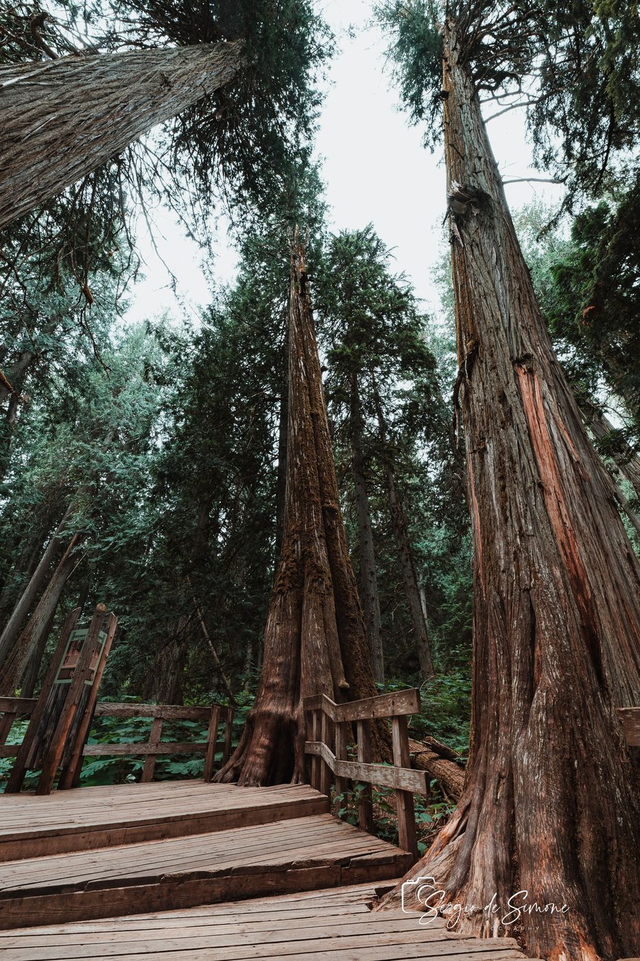 Giant Cedars Boardwalk, Canada
