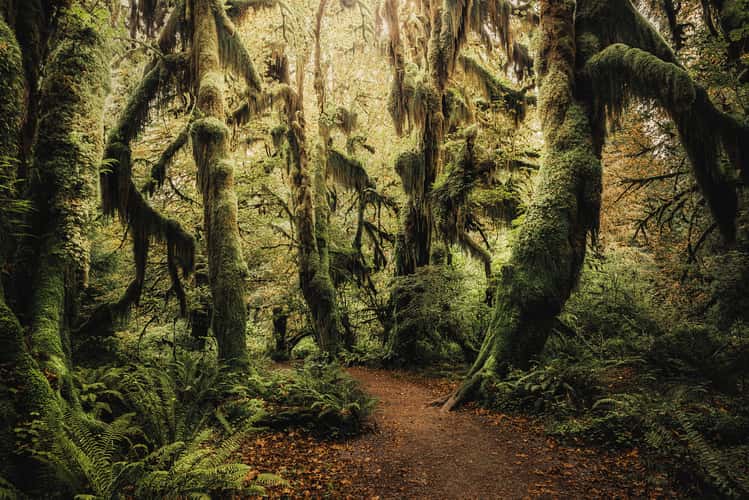 Hall of Mosses
