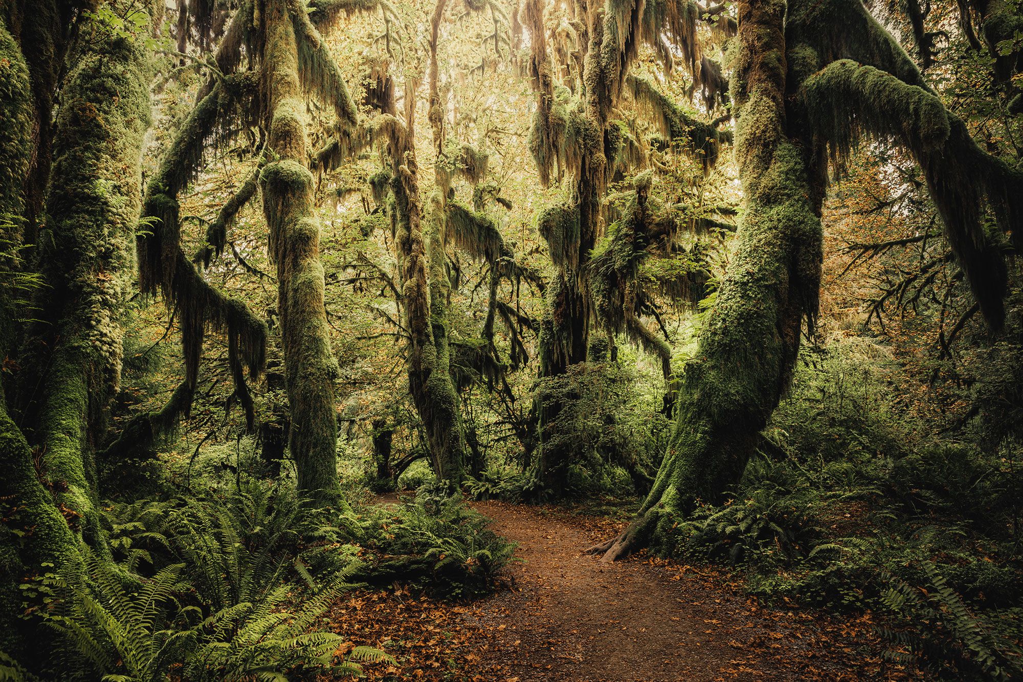 Hall of Mosses, USA