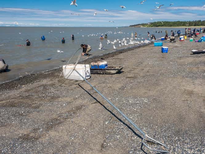 Kasilof Beach Dipnetting