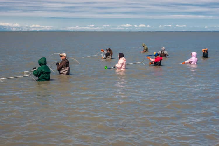 Kasilof Beach Dipnetting