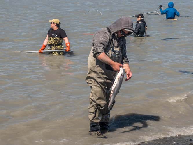 Kasilof Beach Dipnetting