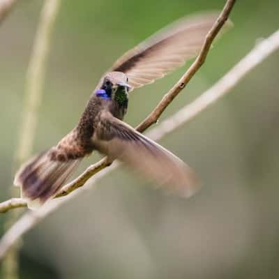Kolibri Beobachtungs Punkt, Trinidad and Tobago