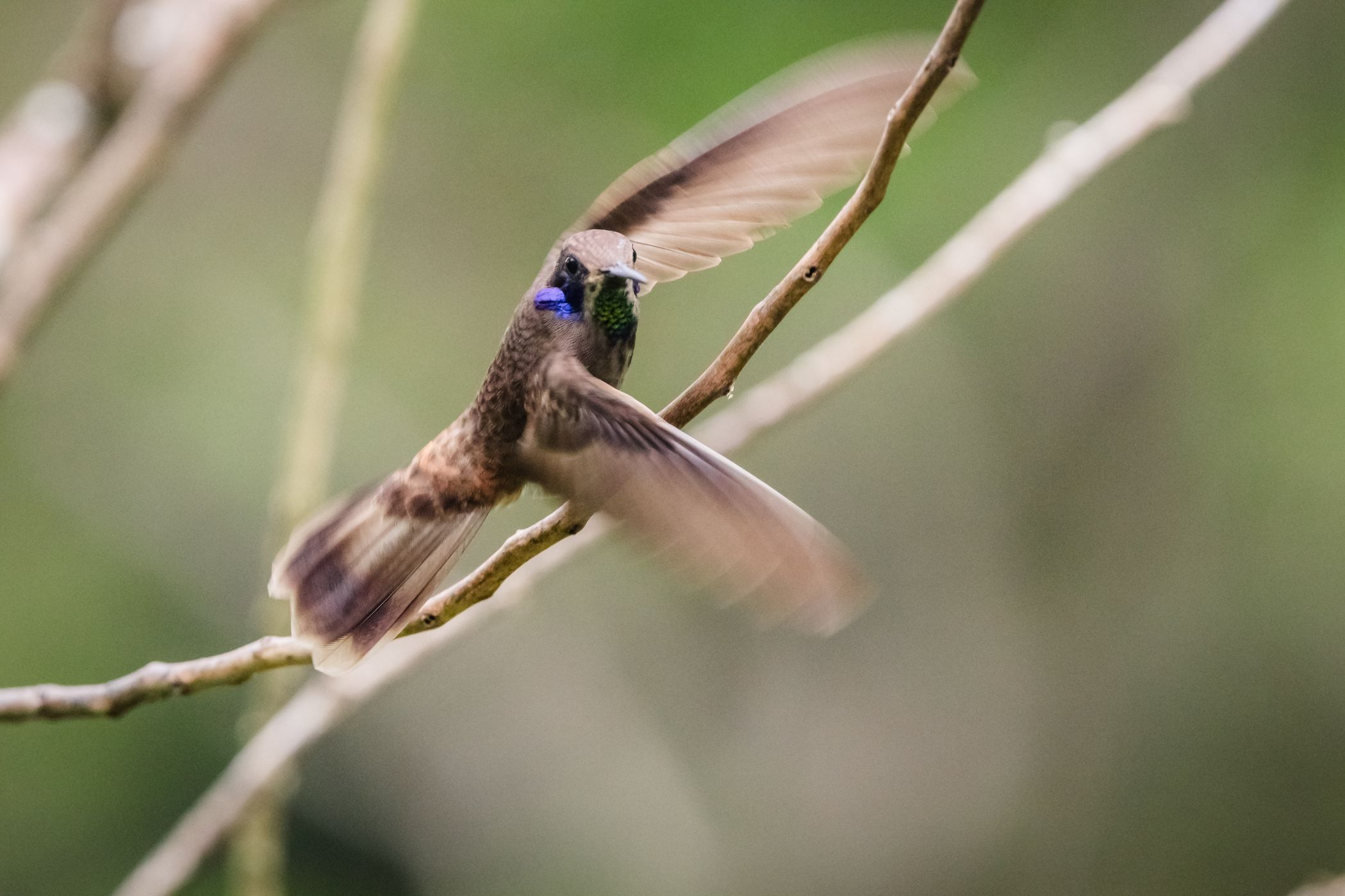Kolibri Beobachtungs Punkt, Trinidad and Tobago