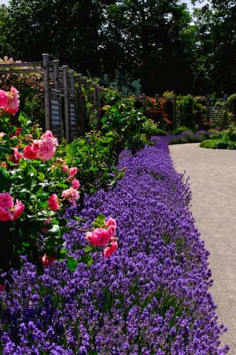 Lavender and Roses