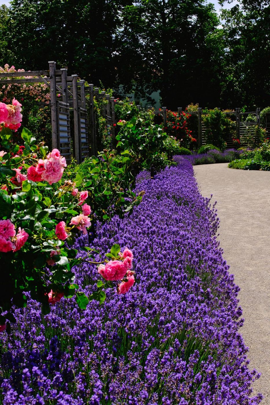 Lavender and Roses, Austria