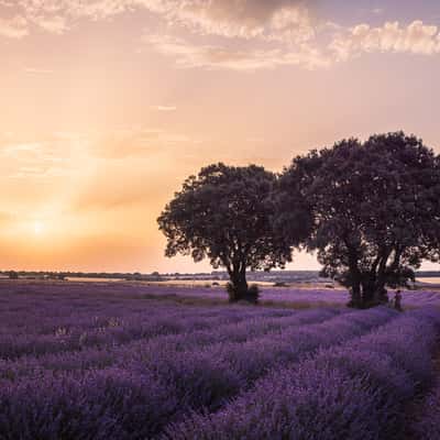 Lavender fields, Brihuega, Spain