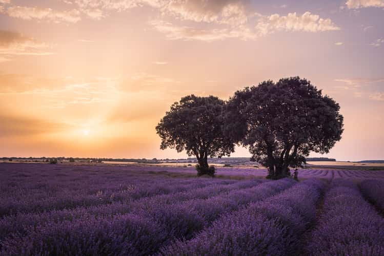 Lavender fields, Brihuega