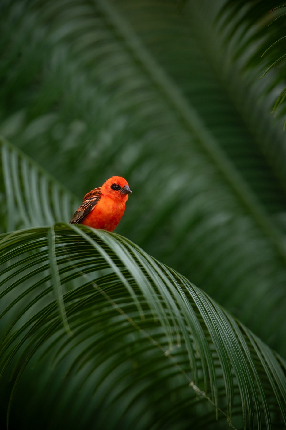 Les Villas d'or Gardens, Seychelles