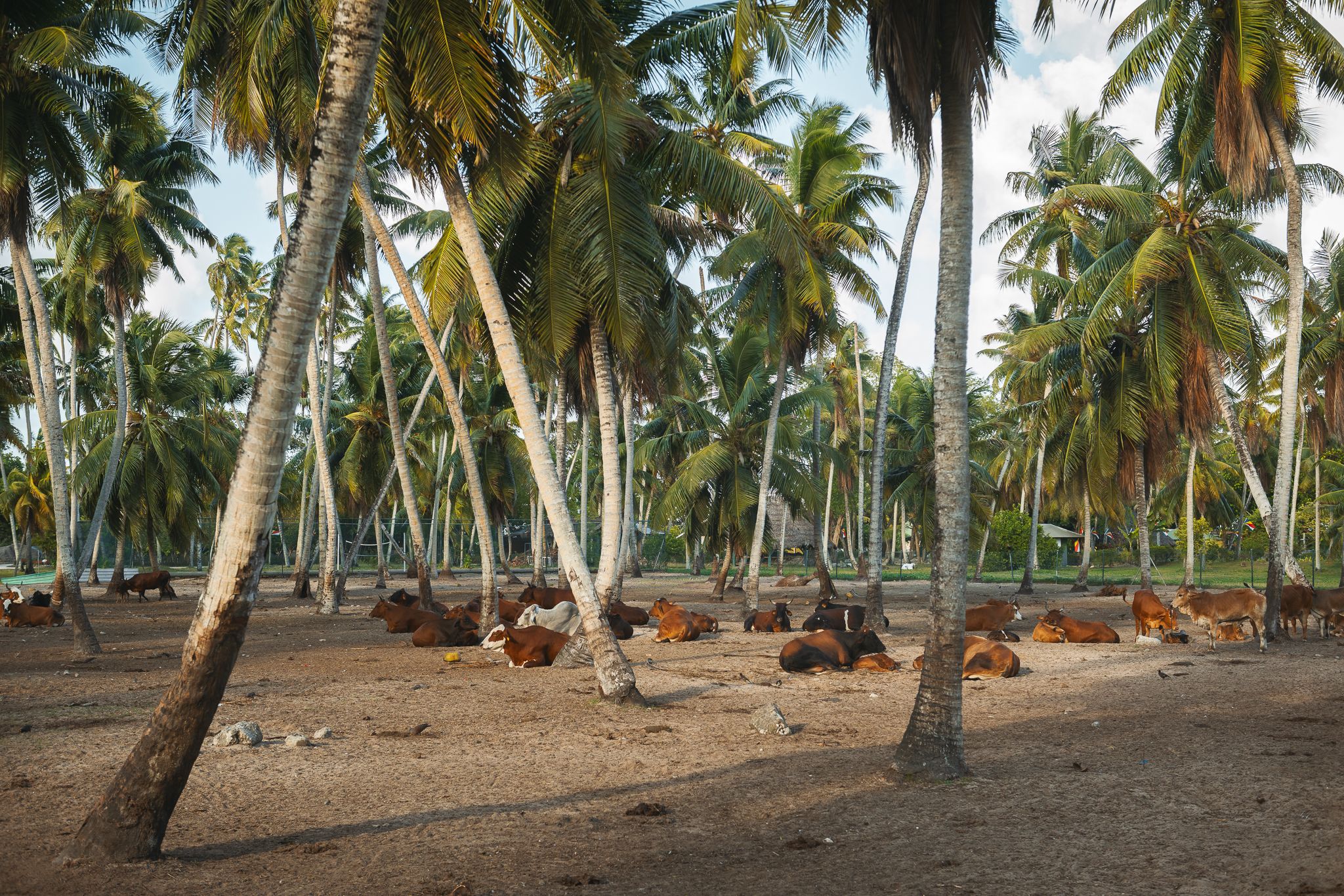 L'Union Estate cows, Seychelles