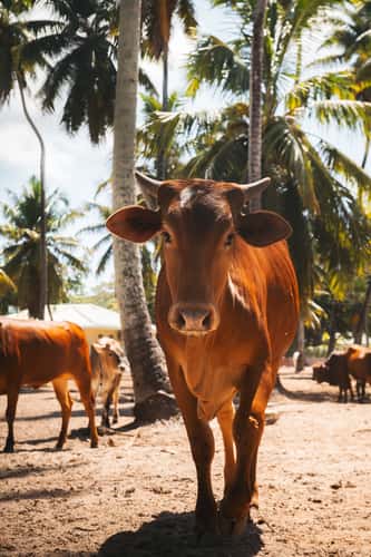 L'Union Estate cows