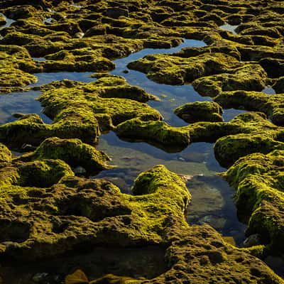Mossy Tide Pools and Rock Formations at Low Tide, Portugal