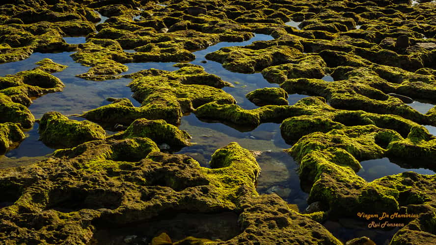 Mossy Tide Pools and Rock Formations at Low Tide
