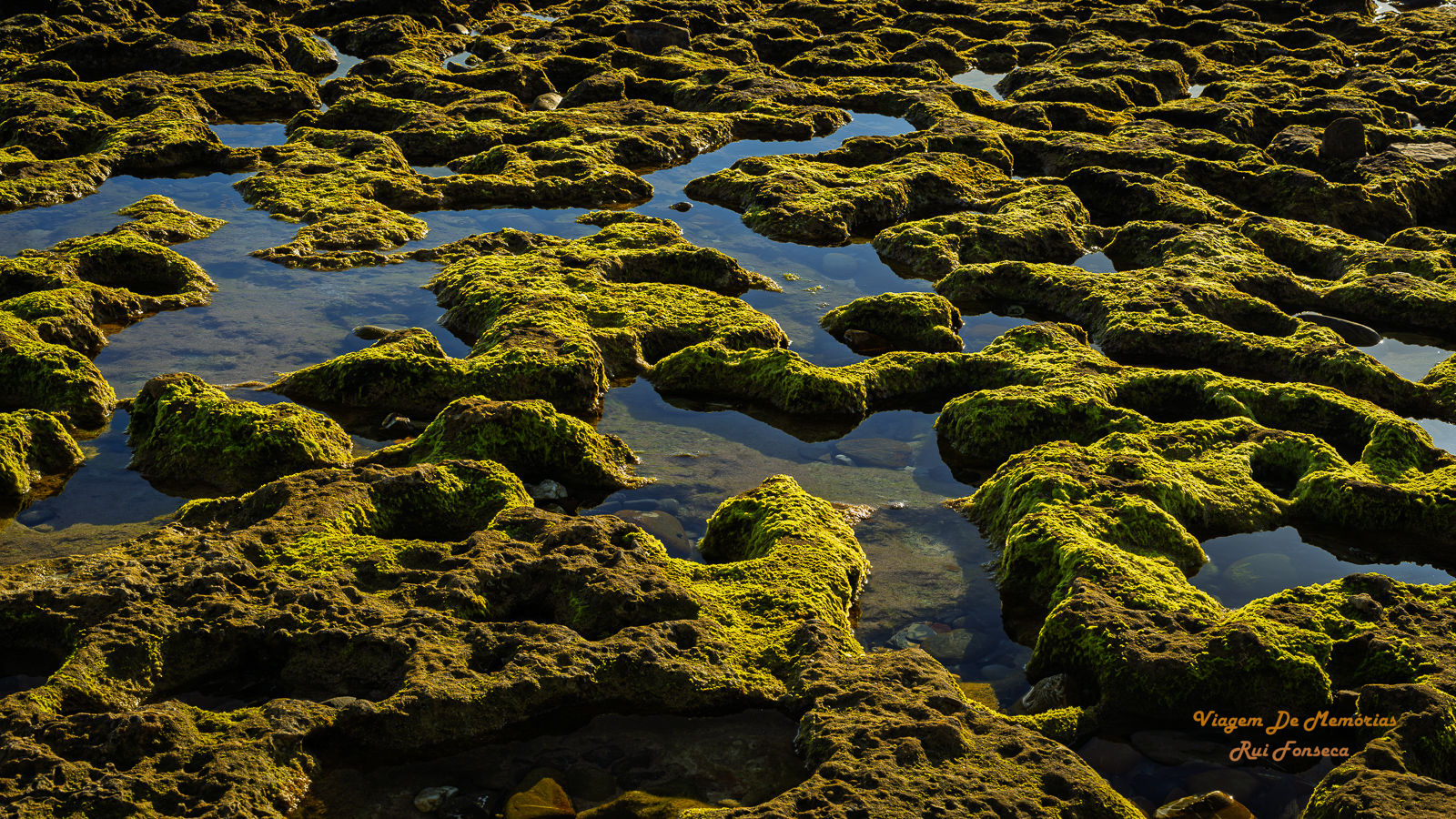 Mossy Tide Pools and Rock Formations at Low Tide, Portugal