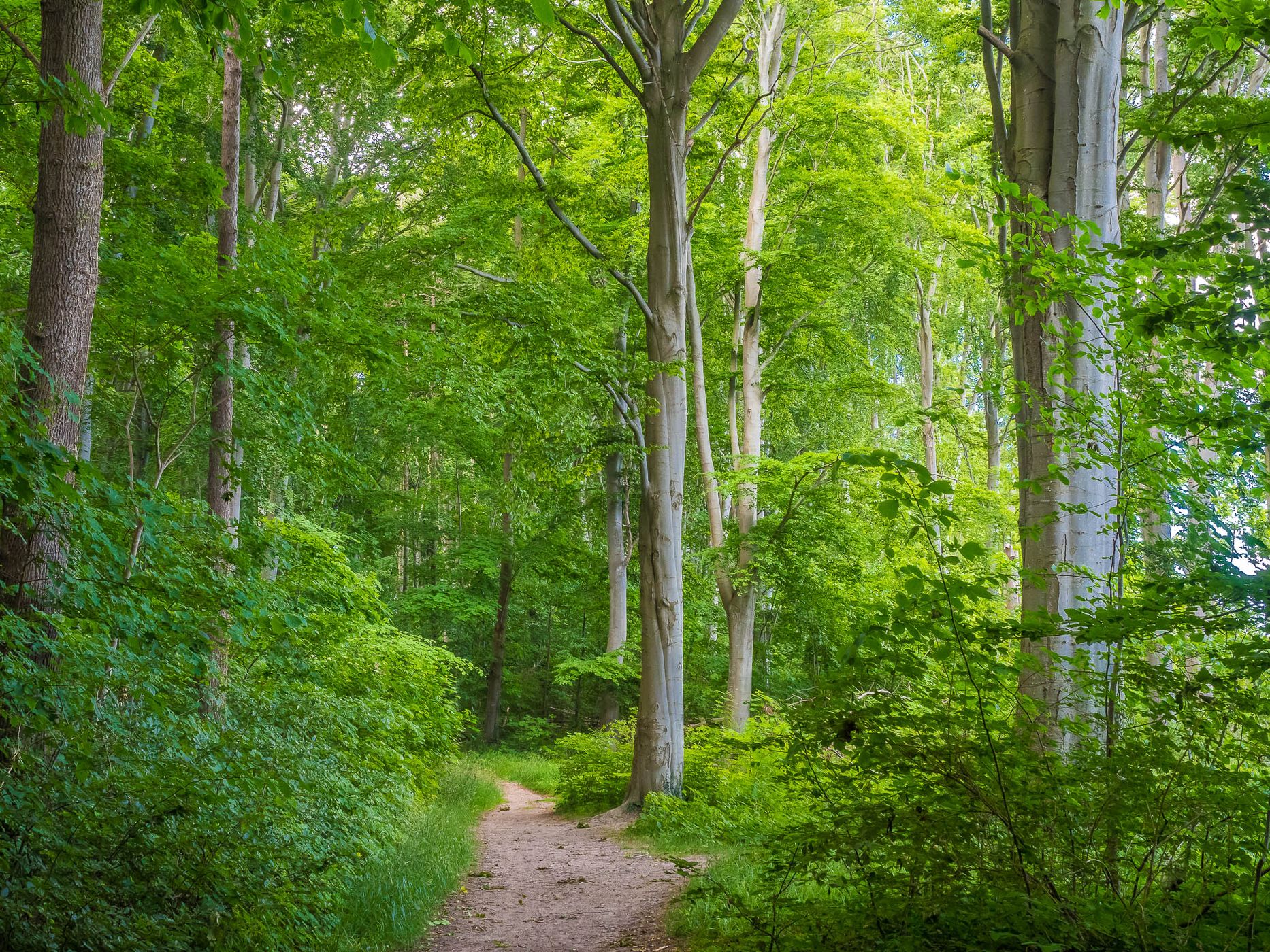 Nordperd, Germany