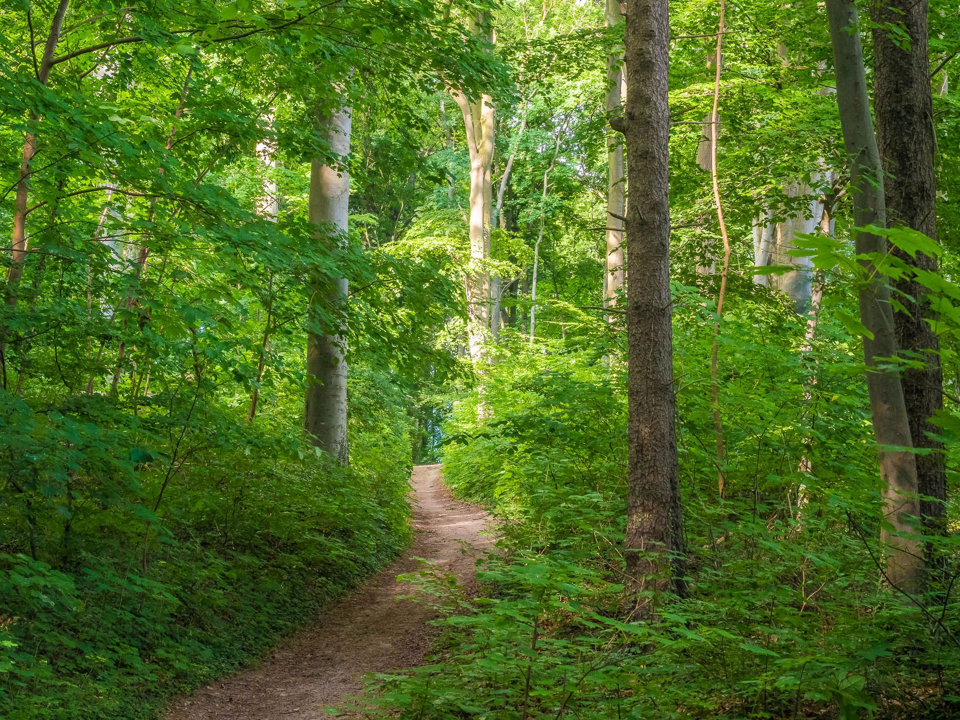 Nordperd, Germany