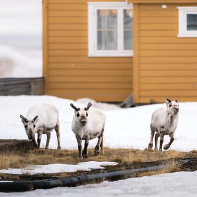 NY Alesund Streets and Houses, Svalbard & Jan Mayen Islands