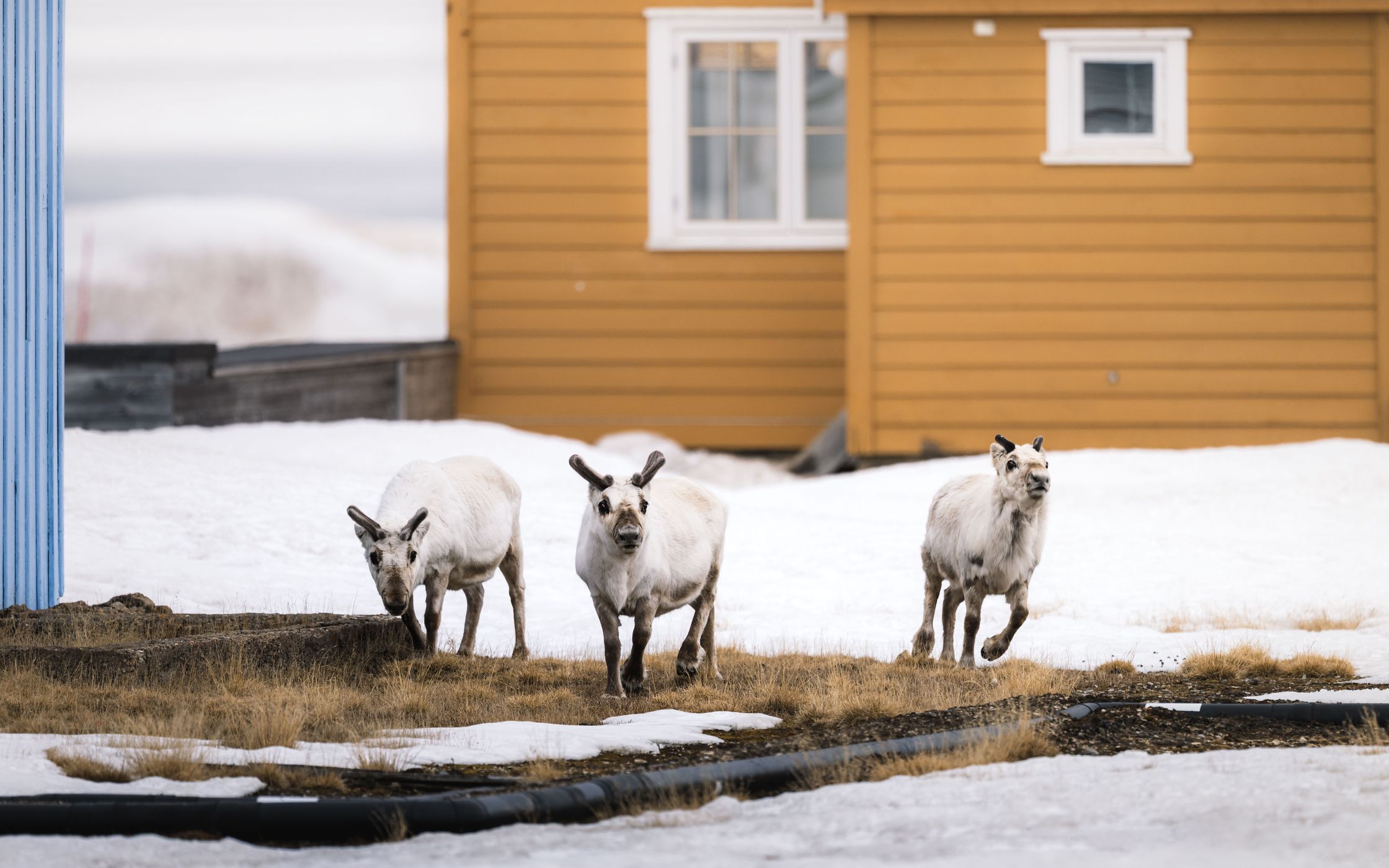 NY Alesund Streets and Houses, Svalbard & Jan Mayen Islands