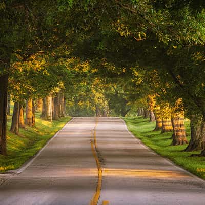 Old Frankfort Pike Tree Tunnel, USA