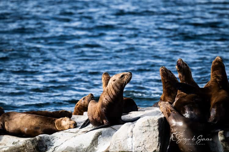 Sea Lion at vancouver island