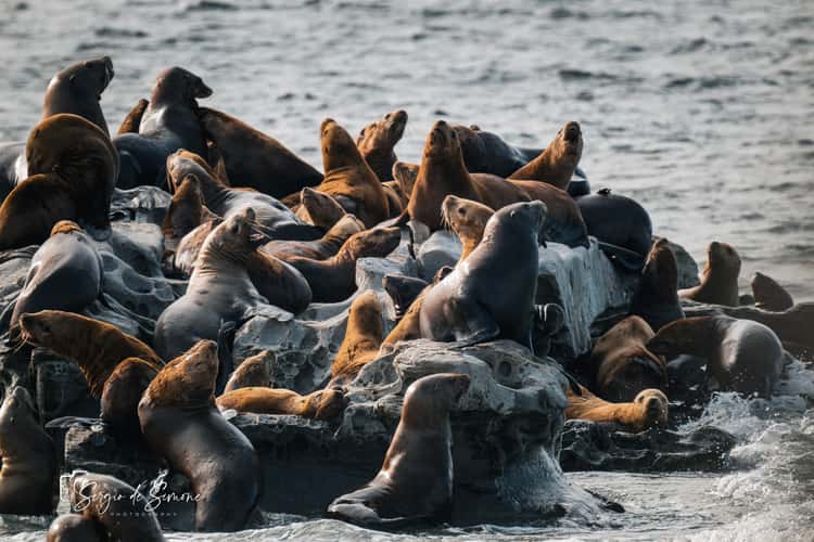 Sea Lion at vancouver island