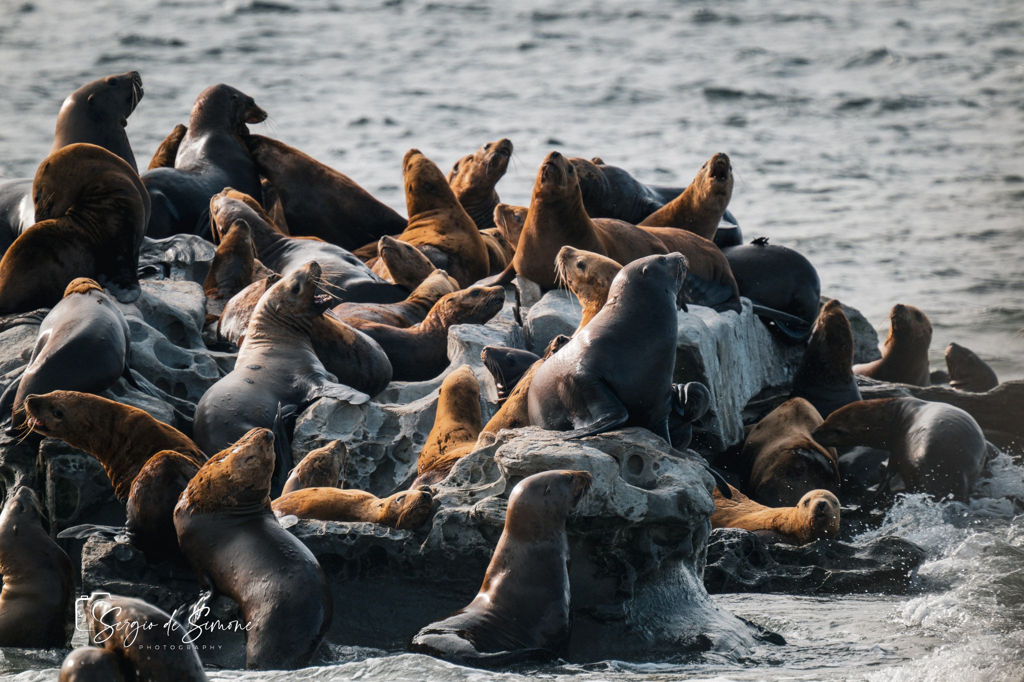 Sea Lion at vancouver island, Canada