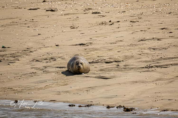 Seal bank off Büsum