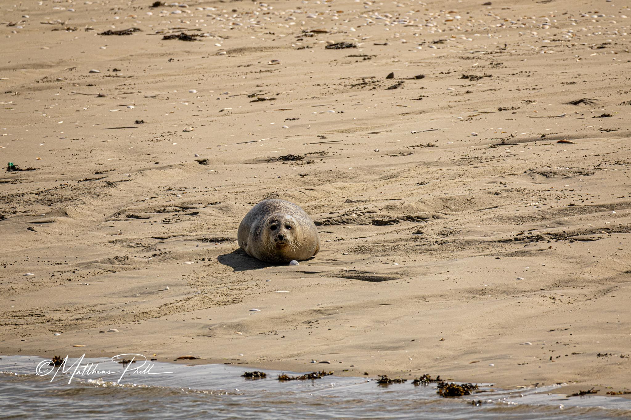 Seal bank off Büsum, Germany