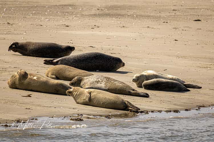 Seal bank off Büsum