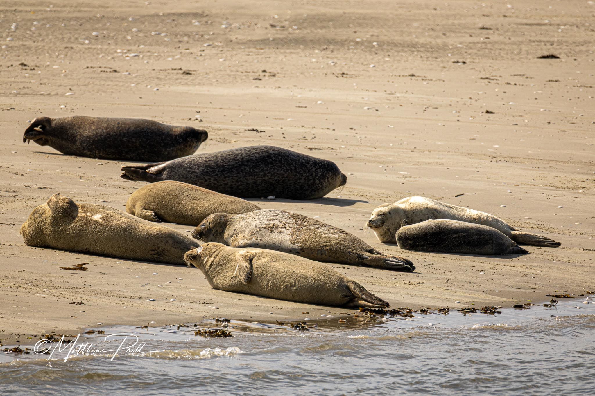 Seal bank off Büsum, Germany