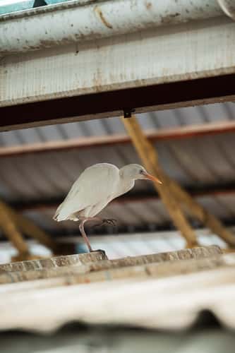 Sir Selwyn Clarke Market