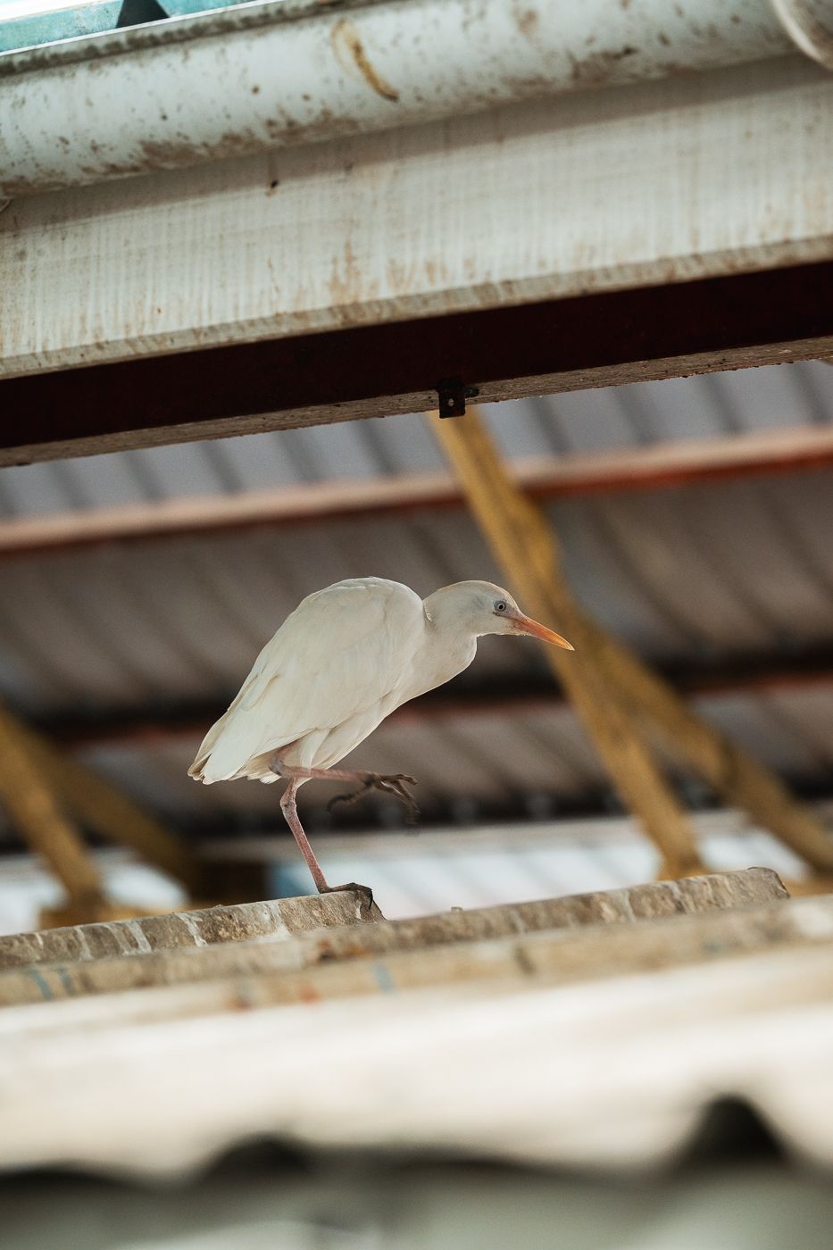 Sir Selwyn Clarke Market, Seychelles