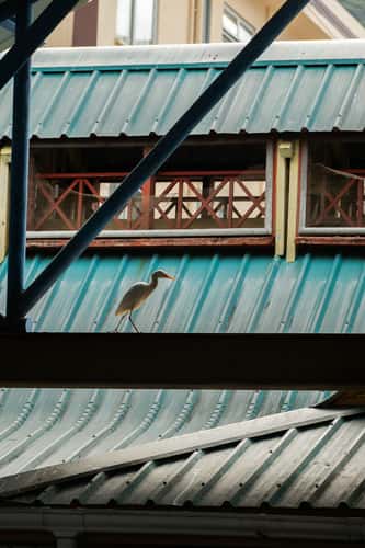Sir Selwyn Clarke Market