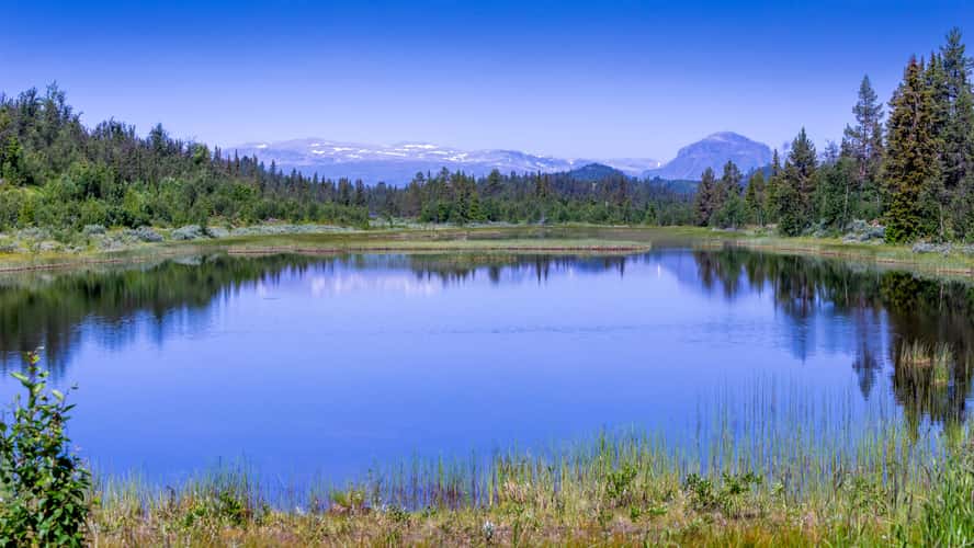 Svartetjern