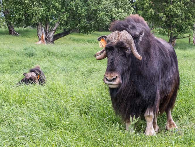 The Musk Ox Farm