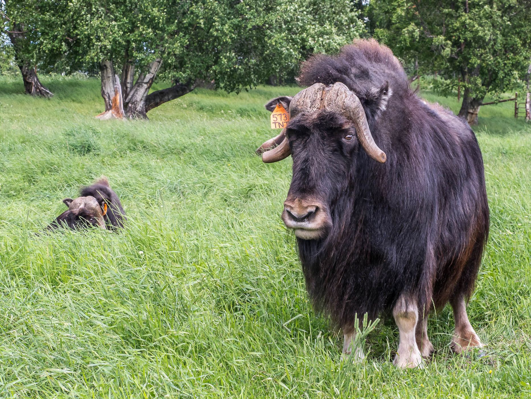 The Musk Ox Farm, USA