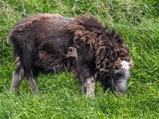 The Musk Ox Farm