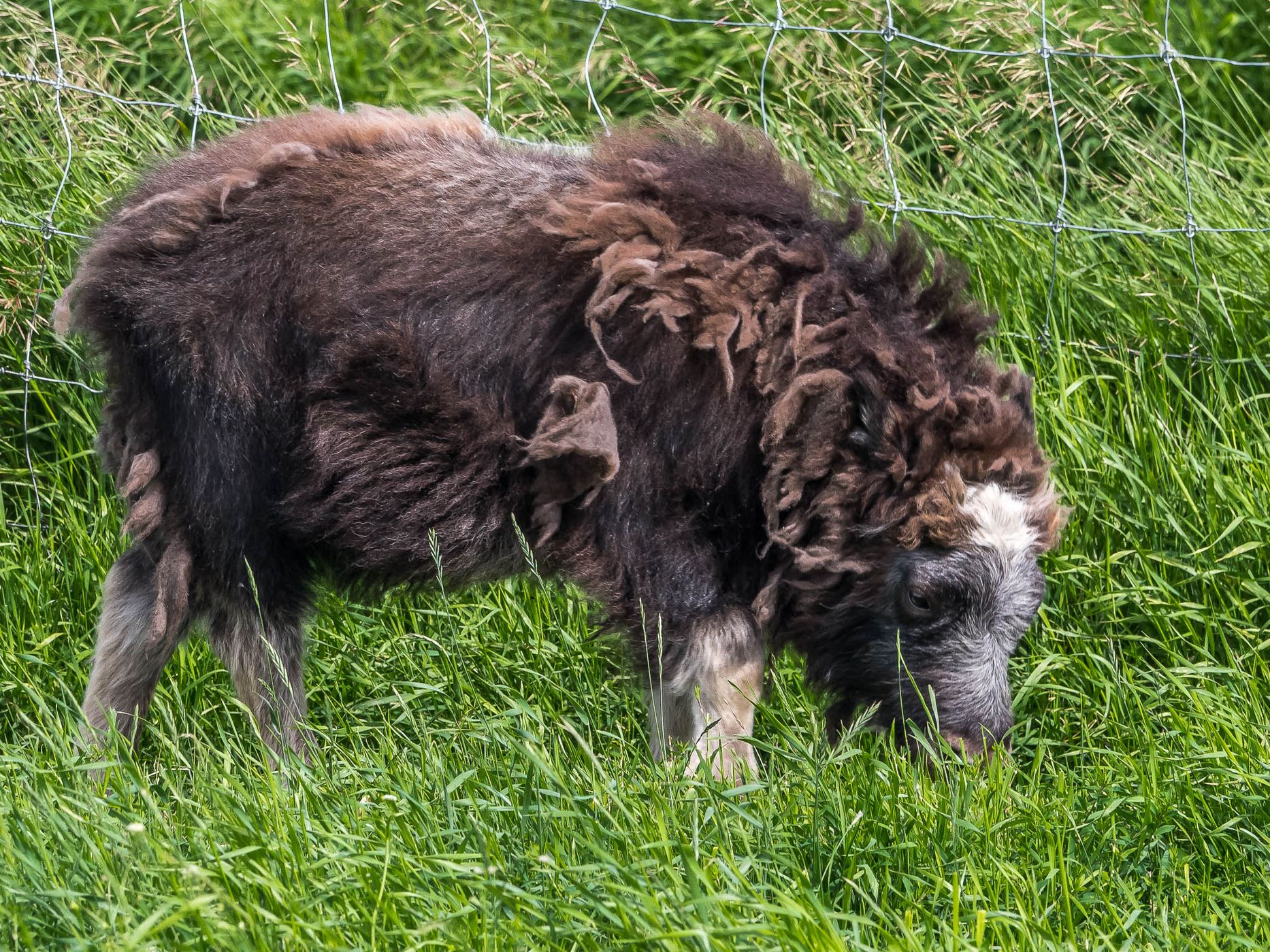 The Musk Ox Farm, USA