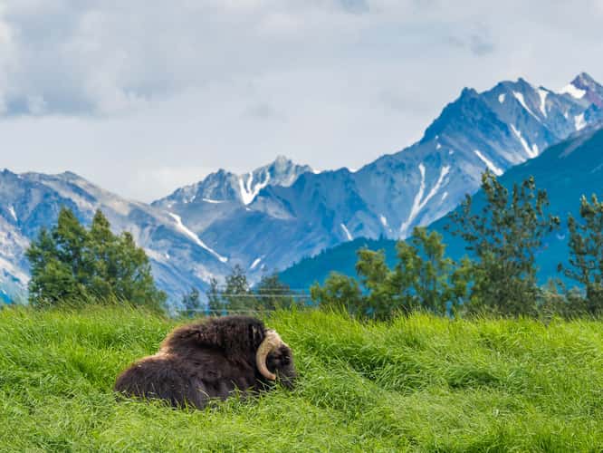The Musk Ox Farm
