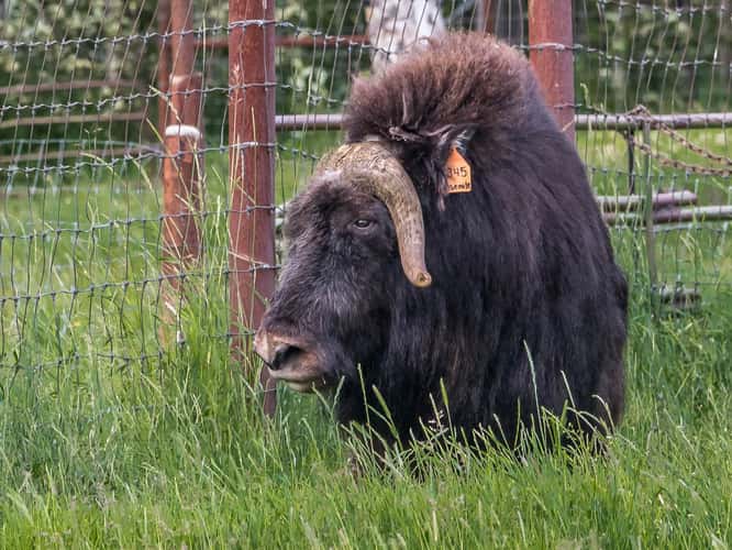 The Musk Ox Farm