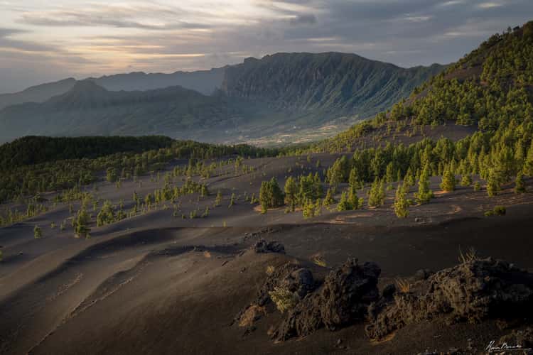 The Pines in Volcanic Ash, La Palma, Canary Islands