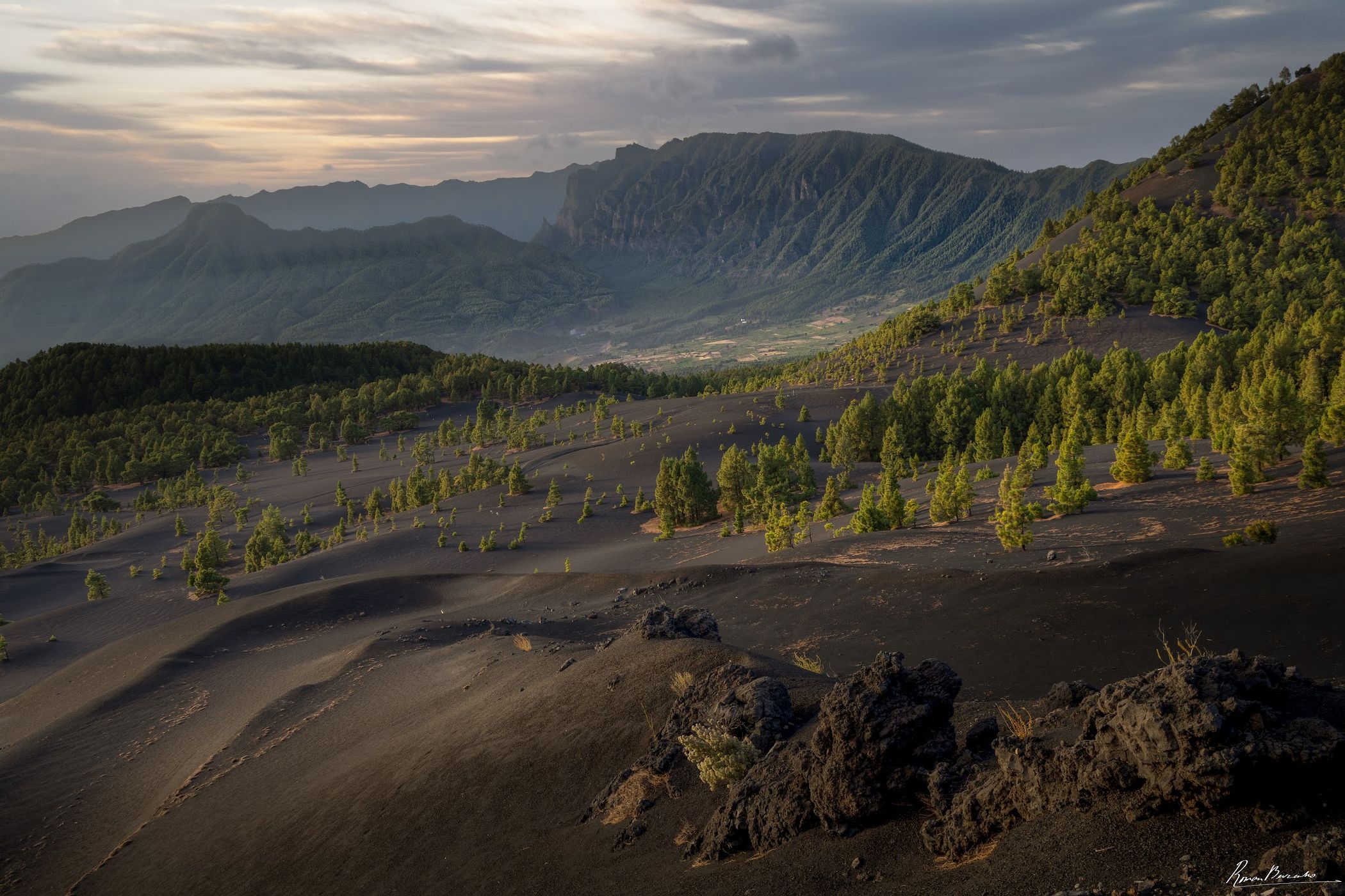 The Pines in Volcanic Ash, La Palma, Canary Islands, Spain