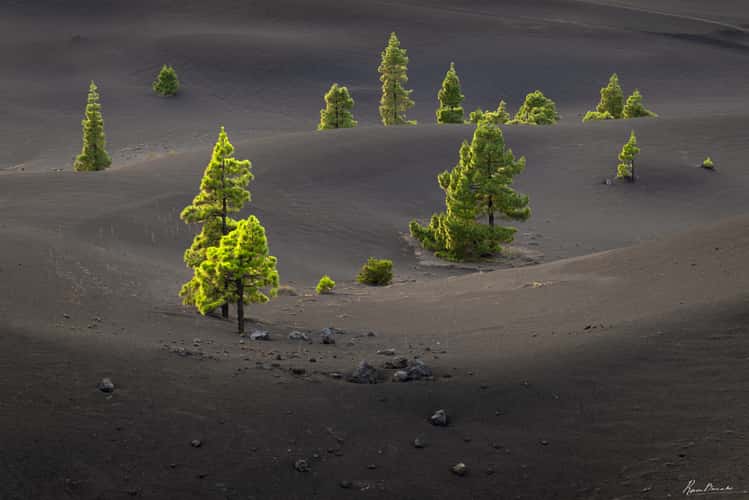 The Pines in Volcanic Ash, La Palma, Canary Islands